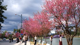 Lâm Đồng: Sẽ tổ chức Lễ hội hoa Mai Anh Đào - Đà Lạt