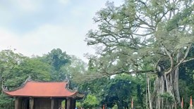 Lam Kinh mở cửa miễn phí, rộn ràng không khí Tết Bính Ngọ 2026