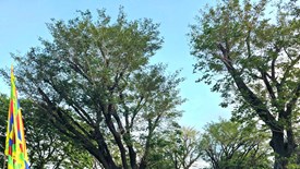 Vạn người nô nức du xuân, trẩy hội Chiến thắng Ngọc Hồi - Đống Đa