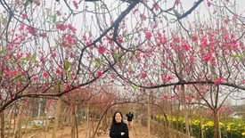 Nghề trồng đào Nhật Tân, di sản văn hóa sống giữa lòng Hà Nội