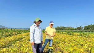 Liên kết trồng đậu nành - mở lối nông nghiệp hàng hóa ở Quảng Ngãi