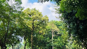Hà Nội tính tỉa chùm hoa sữa, giữ cây nhưng giảm nỗi khổ của người sống bên cây