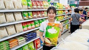 Giá lúa gạo hôm nay 29.9.2026: CL 555 giữ giá, xuất khẩu chịu sức ép