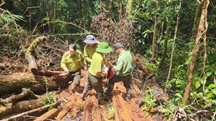 Chi cục Kiểm lâm xác nhận có dấu vết cưa xẻ, đề nghị kiểm điểm trách nhiệm chủ rừng