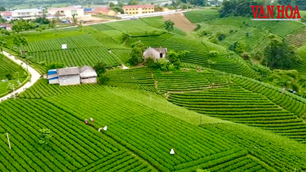 Thái Nguyên hướng tới trung tâm văn hóa vùng Việt Bắc từ lợi thế trà và di sản