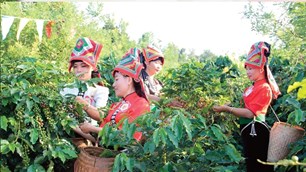 Sơn La đẩy mạnh xây dựng thương hiệu và nâng tầm giá trị cà phê Arabica 