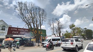 Lâm Đồng: Người dân thấp thỏm vì hàng cây giữa phố chết khô nhiều tháng vẫn chưa được cưa hạ
