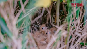 Từ ‘tử địa’ chim trời đến điểm hẹn du lịch trải nghiệm