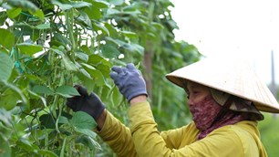 Làng rau, vựa hoa nơi “rốn lũ” tất bật vào vụ Tết