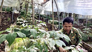 Xây dựng chuỗi giá trị sâm Ngọc Linh, tạo động lực phát triển kinh tế vùng cao