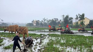 Về Hội An, tham gia lễ hội xuống đồng ngày đầu năm mới