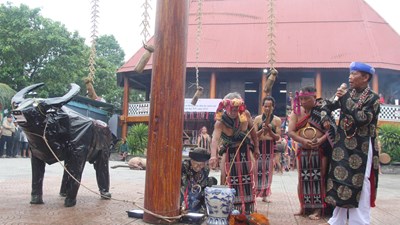 Bảo tồn Lễ hội Mừng lúa mới của người Cơ Tu để phát triển du lịch miền núi