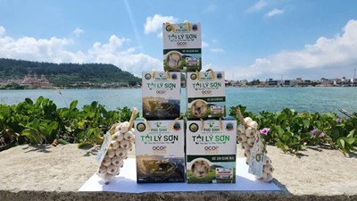 Nâng cao giá trị đặc sản tỏi Lý Sơn
