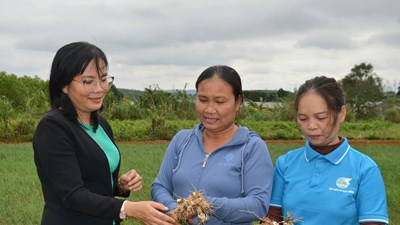 Phụ nữ nông thôn Vạn Tường năng động làm kinh tế