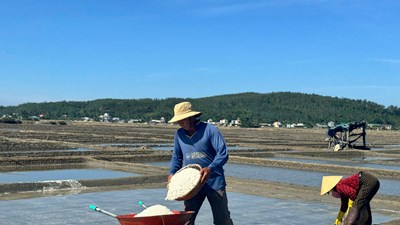 Diêm dân Sa Huỳnh phấn khởi khi giá muối tăng kỷ lục