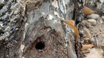Phát hiện nhiều cây xanh đô thị bị khoan lỗ, nghi bị xâm hại