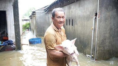 Mưa lớn gây ngập nhiều khu dân cư ở Quảng Ngãi