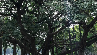 Khởi nguồn Tết trồng cây của Chủ tịch Hồ Chí Minh