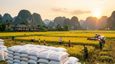 Giá lúa gạo hôm nay 3.12.2025 tăng nhẹ, gạo xuất khẩu ổn định