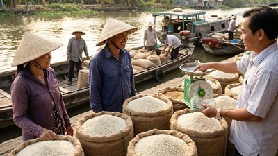 Giá lúa gạo hôm nay 15.12: Cuối năm ổn định, chưa có đột biến