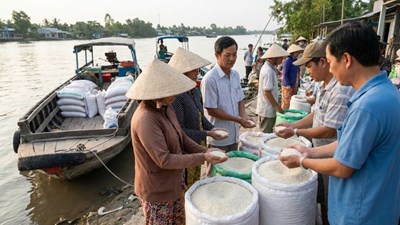 Giá lúa gạo hôm nay 16.12: Thị trường ổn định, gạo giữ giá