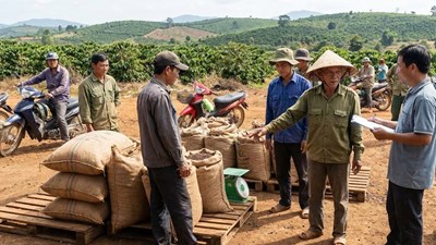 Giá cà phê hôm nay 14.1.2026: Biến động như nào?