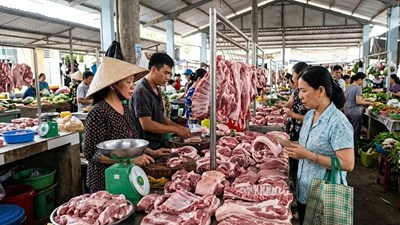 Giá heo hơi hôm nay 30.3: Ổn định trên diện rộng