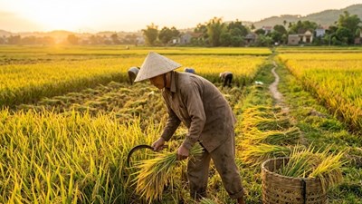 Giá lúa gạo ngày 26.4: Lúa giảm nhẹ, gạo giữ giá – thị trường chững lại