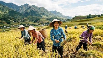 Giá lúa gạo hôm nay 28.4: Chờ sóng sau kỳ nghỉ