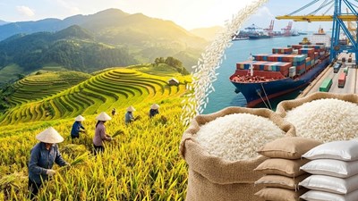 Giá lúa gạo hôm nay 15.5: Lúa thơm tăng giá trở lại