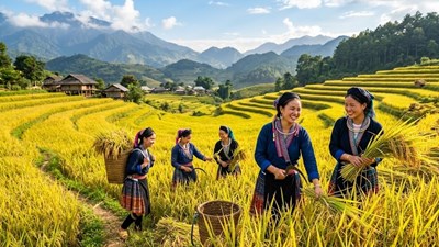 Giá lúa gạo hôm nay 31.5: Xuất khẩu tiếp tục nâng đỡ thị trường
