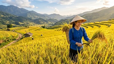 Giá lúa gạo hôm nay 8.6: Lúa thơm giữ giá, giao dịch vẫn trầm lắng