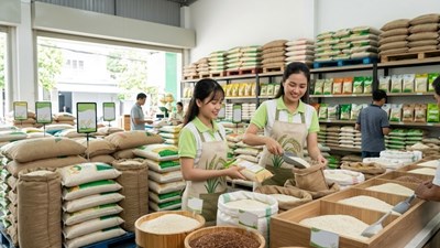 Giá lúa gạo hôm nay 16.6: Lúa thơm giữ giá, gạo xuất khẩu phân hóa