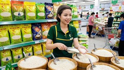 Giá lúa gạo hôm nay 13.8.2026: IR 504 giữ đà tăng