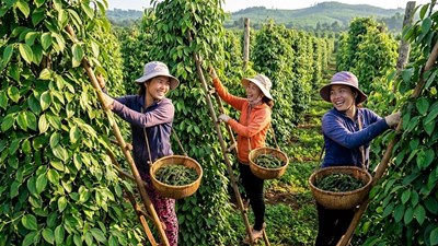 Giá hồ tiêu hôm nay 25.9.2026: Thị trường chững lại sau nhịp điều chỉnh