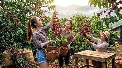 Giá cà phê hôm nay 26.9.2026 quay đầu giảm, cao nhất còn 92.700 đồng/kg