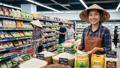 Giá lúa gạo hôm nay 27.9.2026: IR 504 giữ mức tăng, lúa chưa nhích