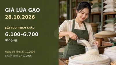 Giá lúa gạo hôm nay 28.10.2026: Gạo thơm xuất khẩu được chào bao nhiêu?