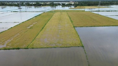 Cà Mau khắc phục 6.860ha lúa hè thu bị ngập do mưa lớn kéo dài