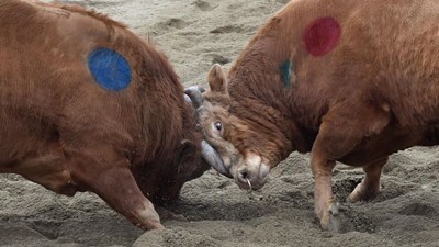 Hàn Quốc xem xét lại Lễ hội đấu bò truyền thống trước lo ngại ngược đãi động vật