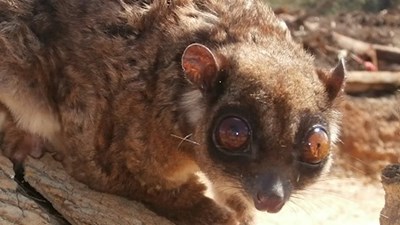 Indonesia: Phát hiện loài thú có túi tưởng đã tuyệt chủng 6.000 năm