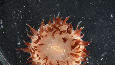 Khám phá biển sâu: Phát hiện hơn 110 loài mới tại Biển San hô