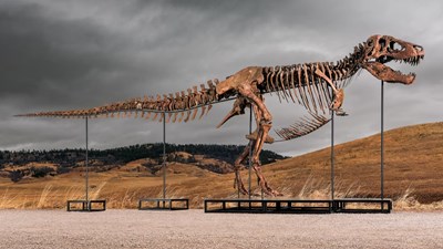 Hóa thạch T. rex đắt giá nhất thế giới lập kỷ lục đấu giá hơn 50 triệu USD
