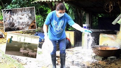 Thái Nguyên xử lý buôn bán lợn bệnh trước nguy cơ dịch tả châu Phi