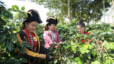 Điện Biên triển khai hỗ trợ sản xuất nông nghiệp các Chương trình mục tiêu quốc gia