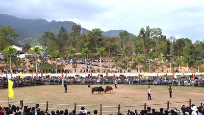 Độc đáo Hội thi đấu bò truyền thống đầu năm mới ở Điện Biên