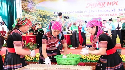 Mở lối đưa đặc sản nhãn Chiềng Khoong vươn xa bằng nền tảng số