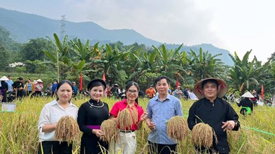 Về Bắc Mê khám phá nét đẹp lao động qua hội thi cắt lúa nếp, giã bánh giầy