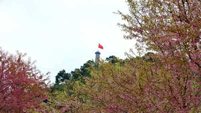 Ngắm hoa anh đào nơi địa đầu Tổ quốc