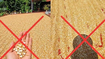 Đăng ảnh thóc phơi ngoài trời nắng nóng “nổ thành bỏng”, bị xử phạt 7,5 triệu đồng